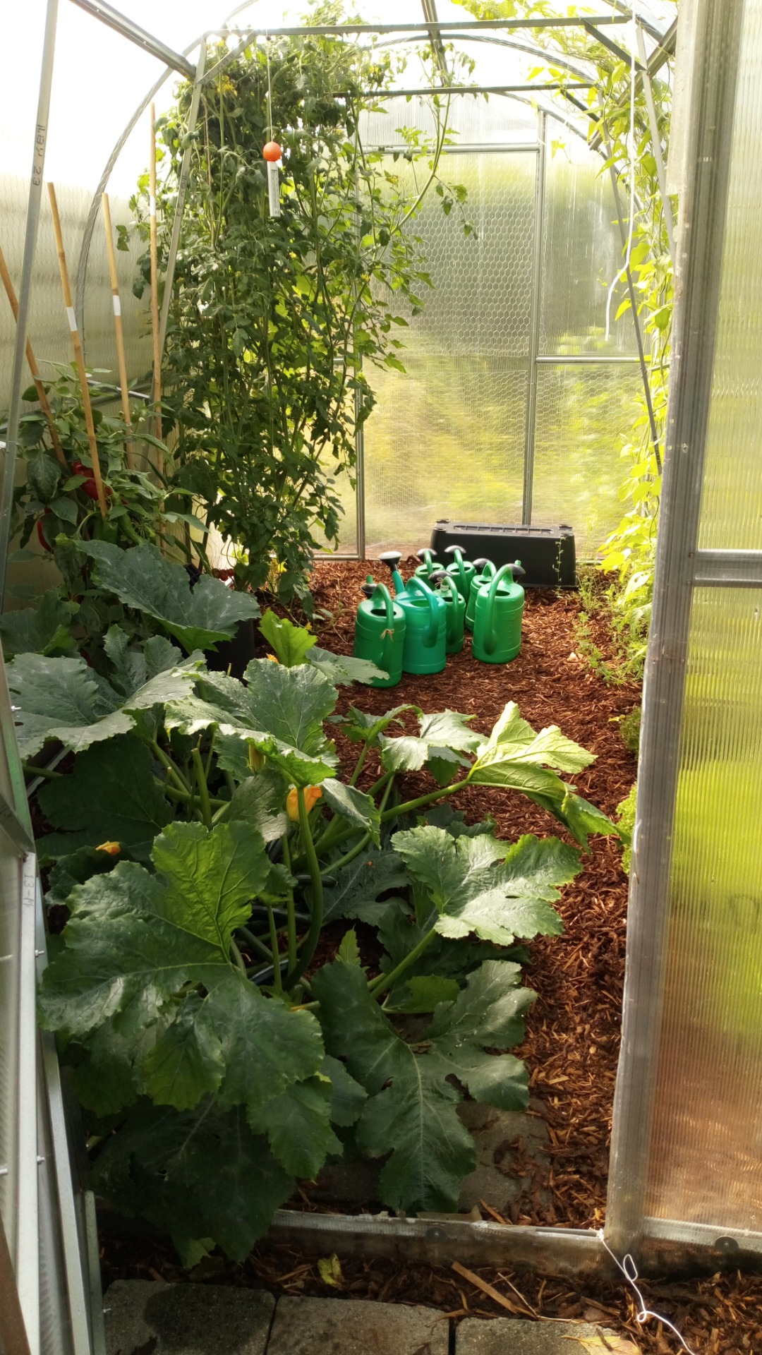 Our greenhouse - August 2023