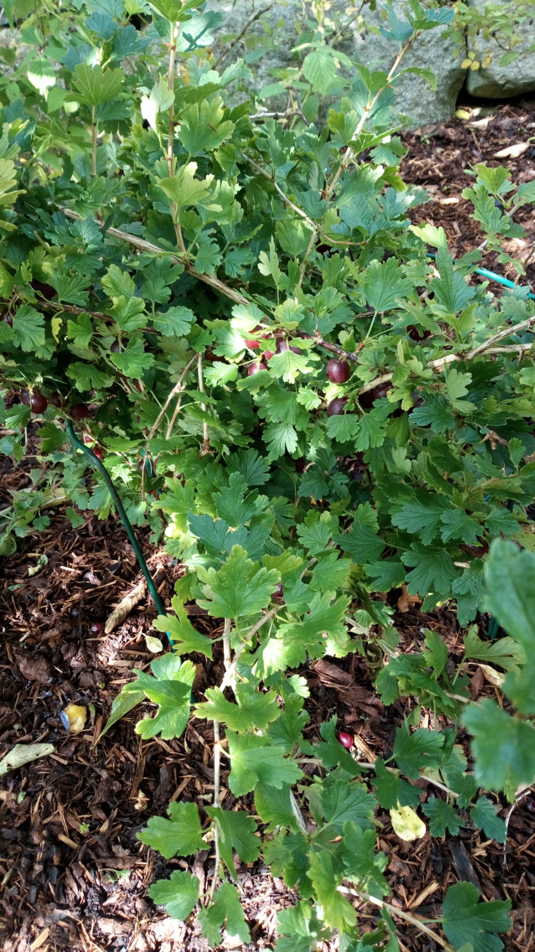 Red gooseberry bush - August 2023