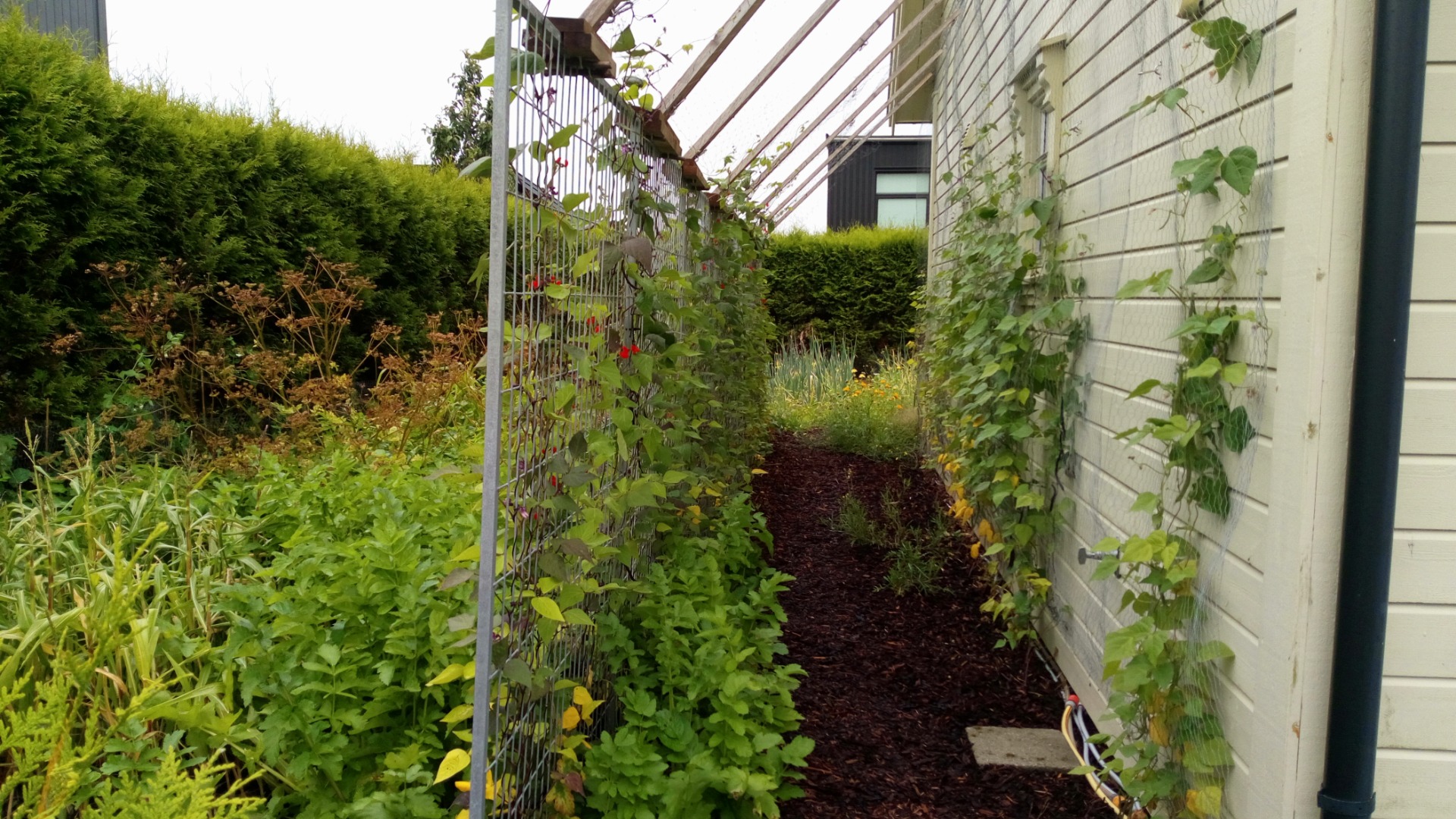 Second summer of spiritual gardening (2022)