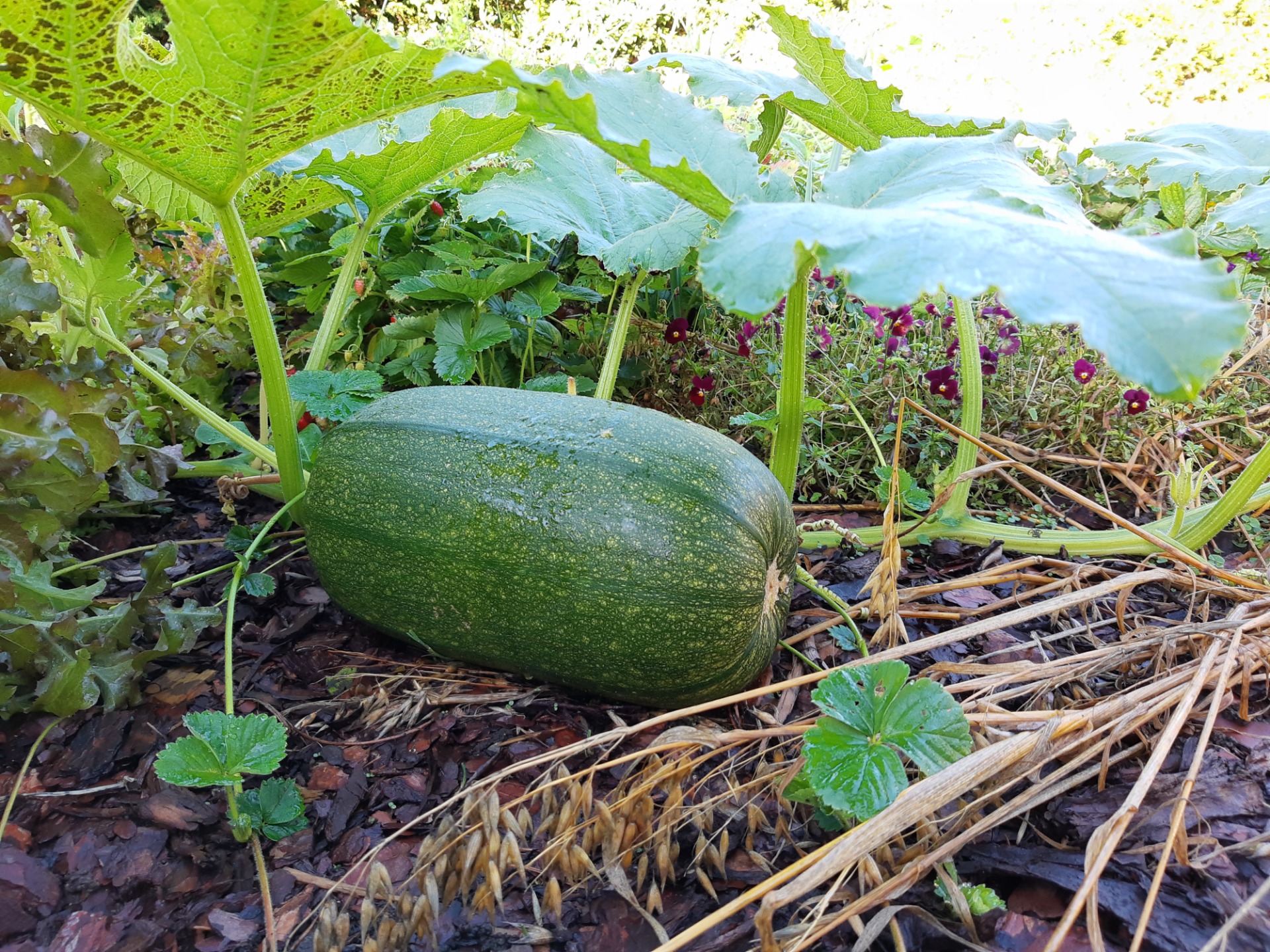 The pumpkin from 2021