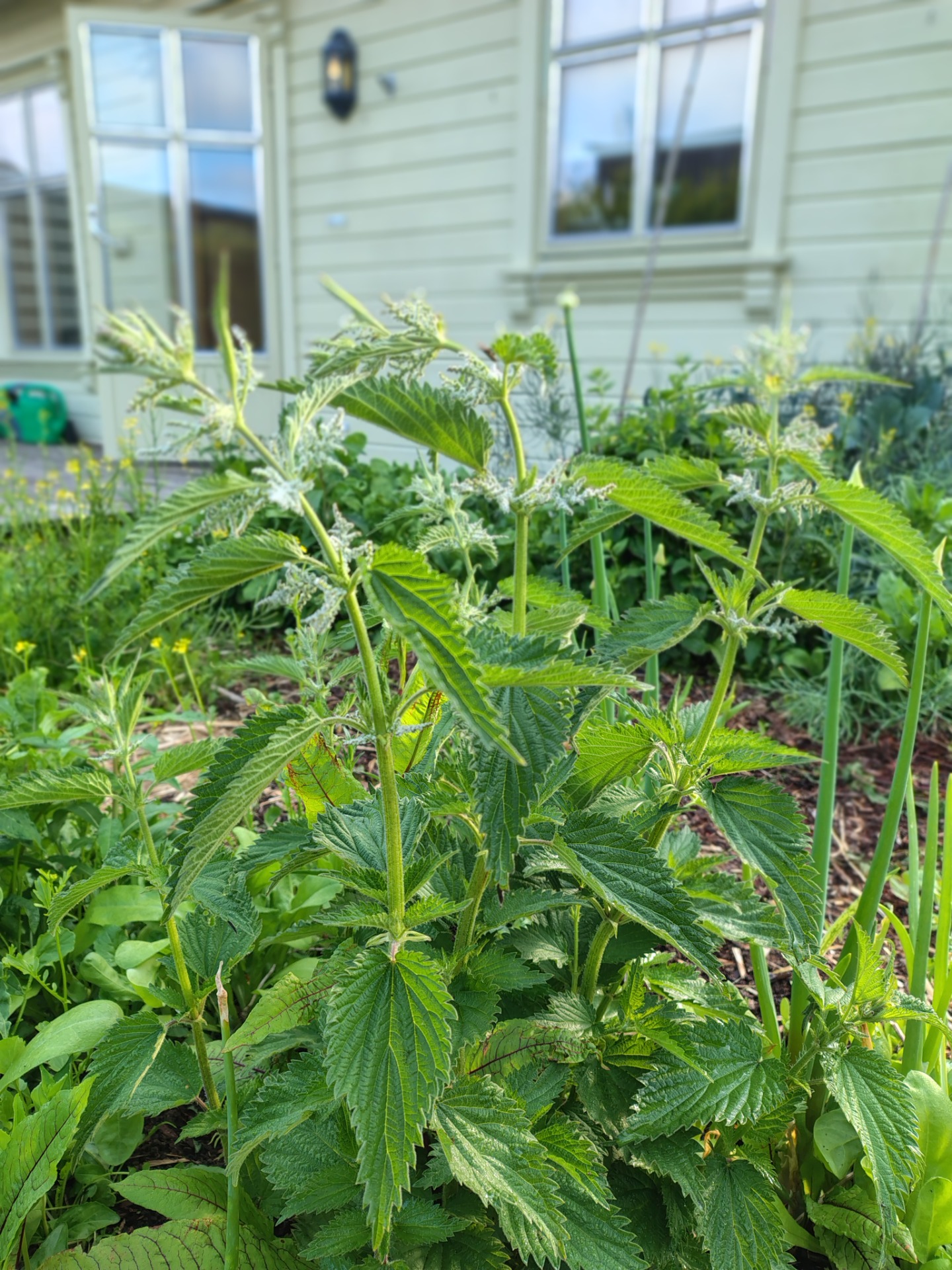 Common nettle - urtica dioica - june 2025