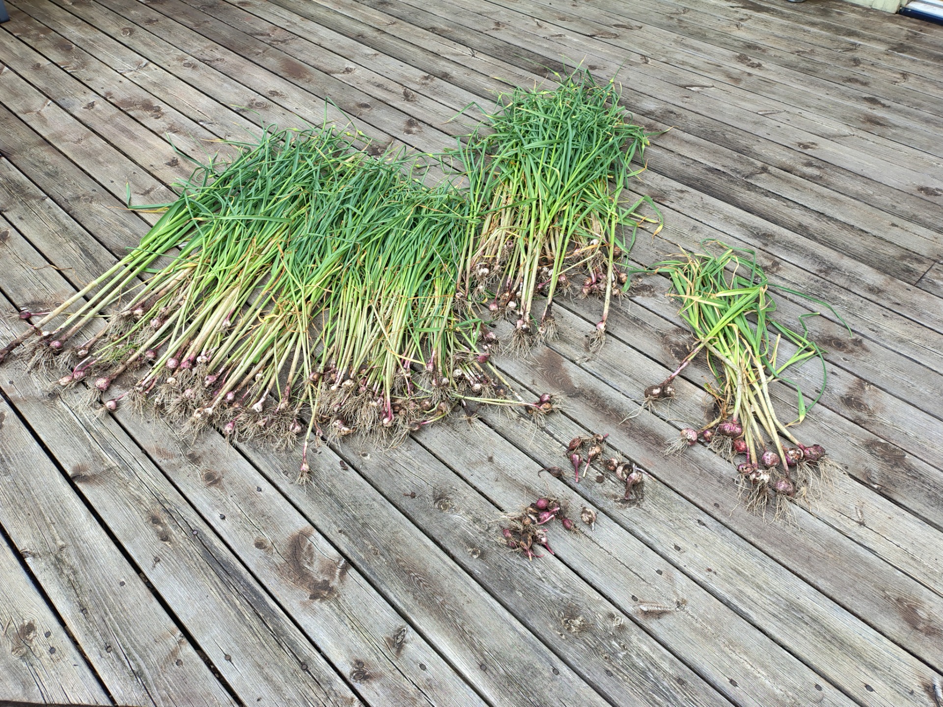 Our garlic harvest for 2025