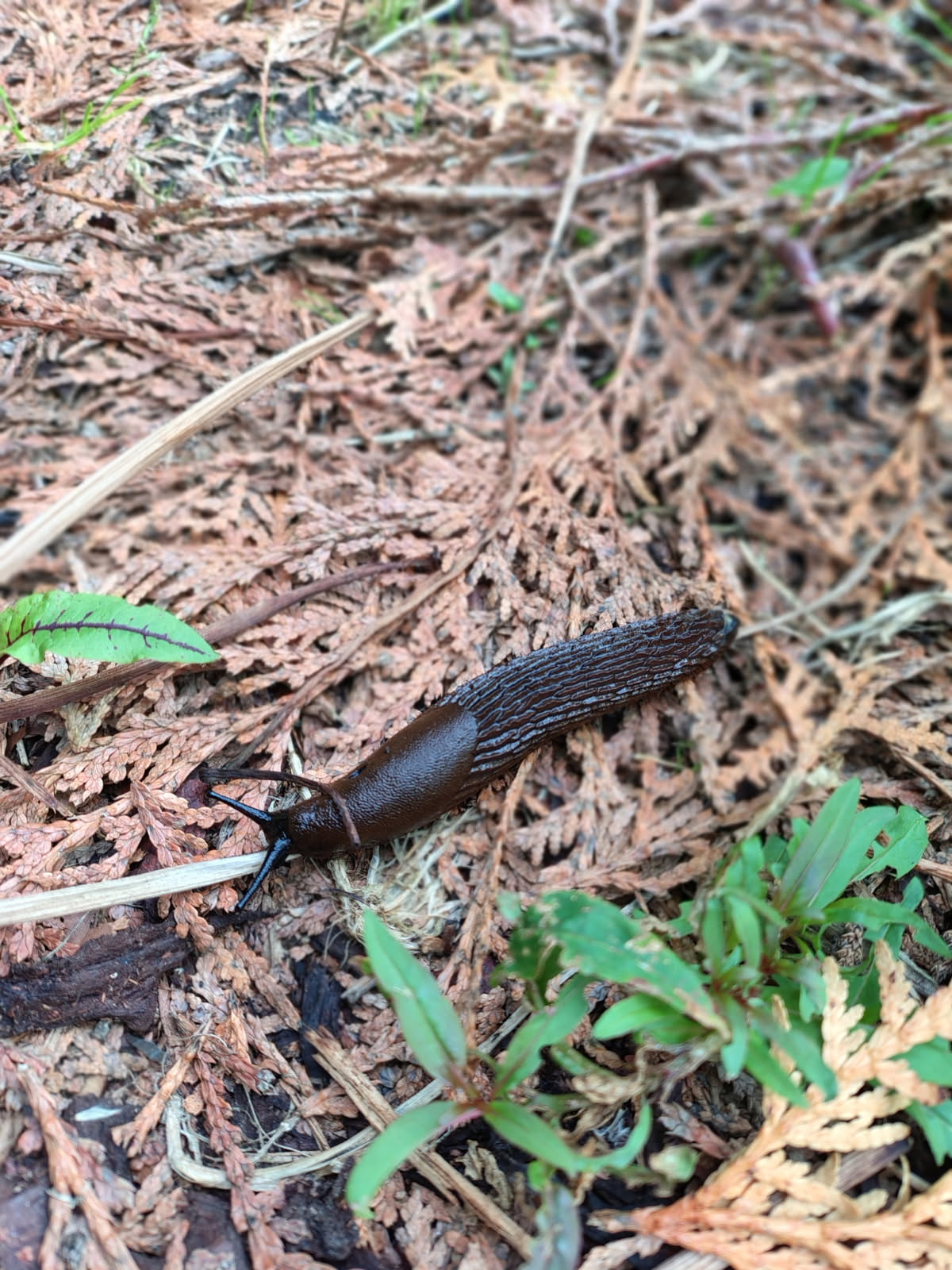 Brown land slug - june 2025