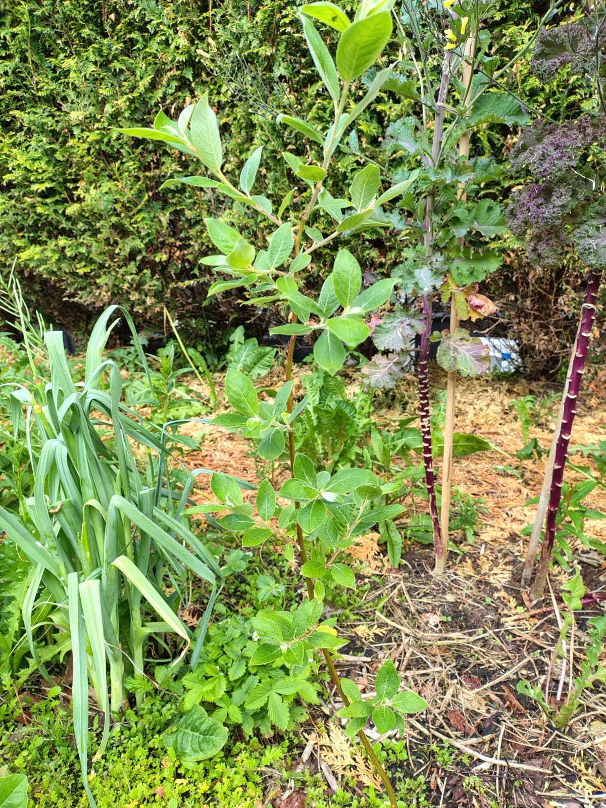 Self seeded three - june 2025