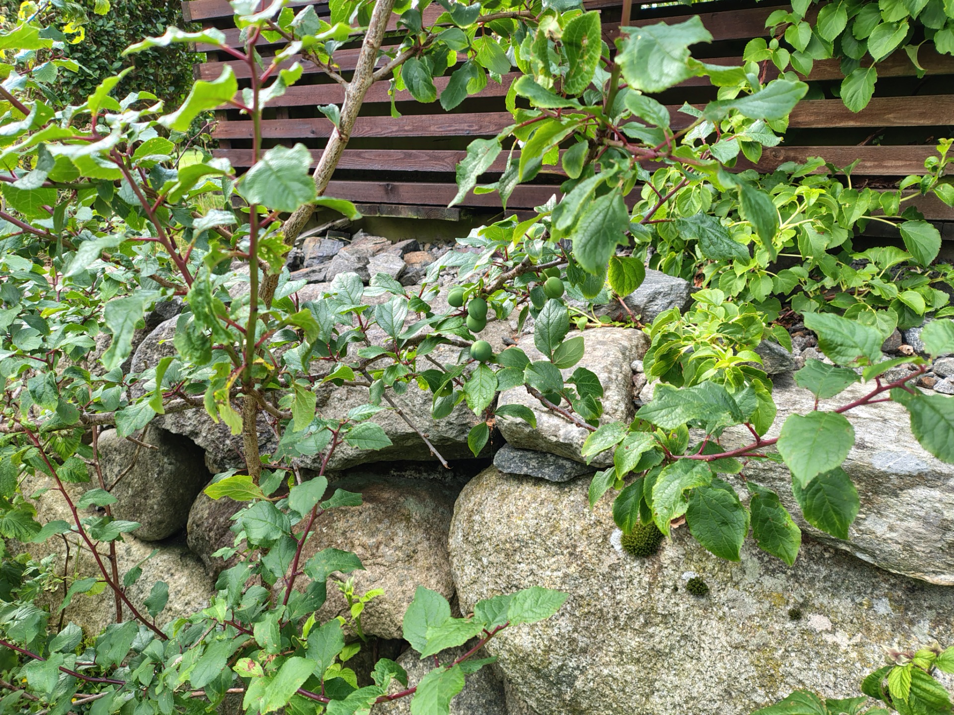Self seeded plum tree – June 2025