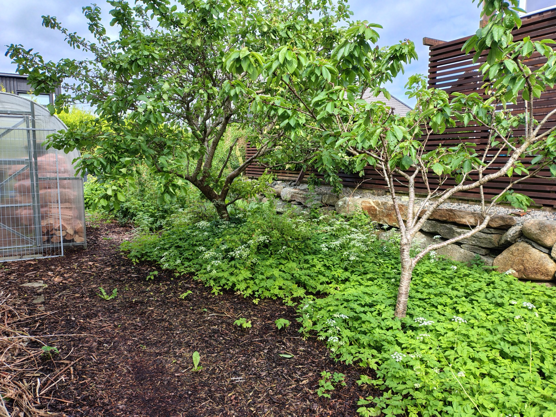 Goat weed - June 2025